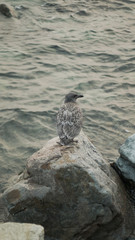 Close up ocean-side Juvenile European herring gull on a rock