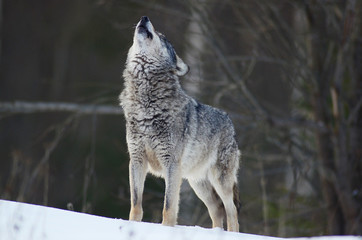 Wolves in winter and victim, expressions emotions and howling