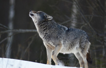 Obraz premium Wolves in winter and victim, expressions emotions and howling