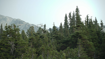 evergreens in a mountain range in british columbia canada