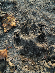 Wolves in winter and victim, expressions emotions and howling