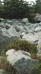 small chipmunk eating in a field of white rocks