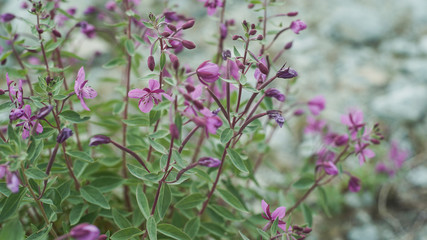 Close up of blooming fumarias on a mountain side
