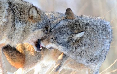 Wolves in winter and victim, expressions emotions and howling
