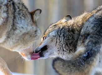 Wolves in winter and victim, expressions emotions and howling