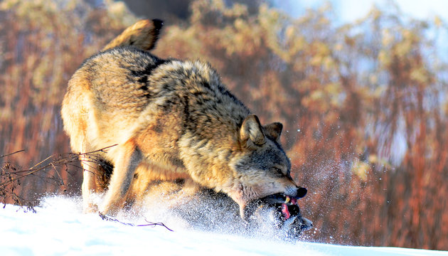 Wolves in winter and victim, expressions emotions and howling