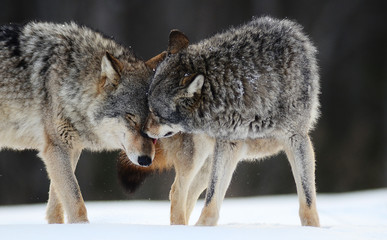 Wolves in winter and victim, expressions emotions and howling