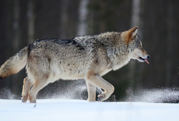 Wolves in winter and victim, expressions emotions and howling