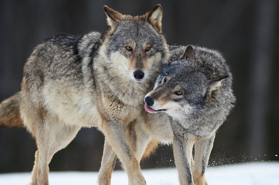 Wolves in winter and victim, expressions emotions and howling