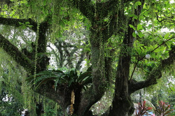 Fototapeta premium Grün bewachsener Baum, Philippinen