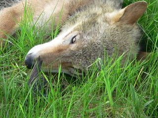 Fototapeta premium Wolf in summer walking near river and flowers