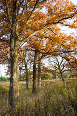 Fototapeta premium Afternoon sunlight on a Midwest oak savanna in peak autumn colors.