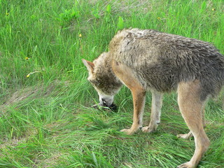 Obraz premium Wolf in summer walking near river and flowers