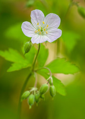 A small wildflower native to the Midwest, a wild geranium bloom adds a soft lavender tone to the spring green woods.