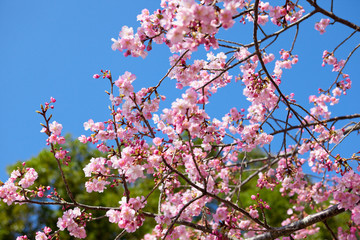 早春の河津桜	