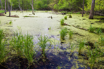 An ephemeral spring pool provides critical habitat for reptiles, amphibians and other wildlife in a Midwest woodland. 