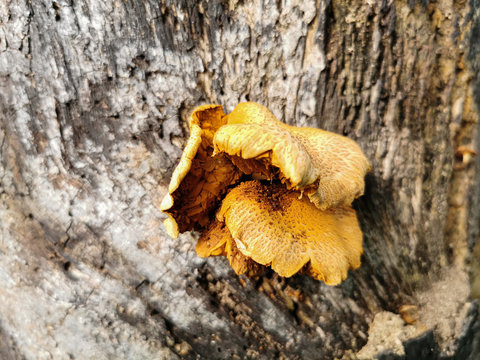 Phyllotopsis Nidulans Photos Royalty Free Images Graphics Vectors Videos Adobe Stock