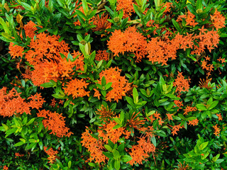 Beautiful of red Ixora coccinea flowers blooming in nature garden. Ixora coccinea also known as...
