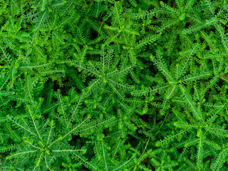 Natural green plants landscape of phyllanthus amarus. Tropical plant known by the common names gale of the wind, stonebreaker or seed-under-leaf (1)