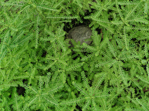 Natural green plants landscape of phyllanthus amarus. Tropical plant known by the common names gale of the wind, stonebreaker or seed-under-leaf