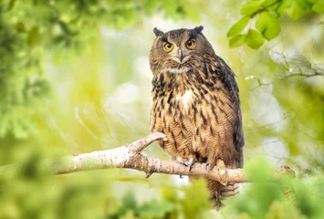 Gordijnen Eagle owl (bubo bubo) in green forest © Piotr Krzeslak