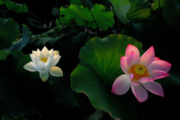 lotus