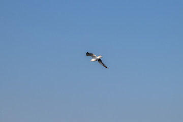 free flying seagull on the sky