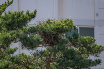Oriental Magpie's nest built on a pine tree planted in an apartment complex, showing the magpies' great adaptability of living in urban area