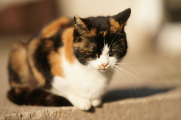 Tricolor cat sitting in the sunny garden. Relaxing pet portrait outdoor.