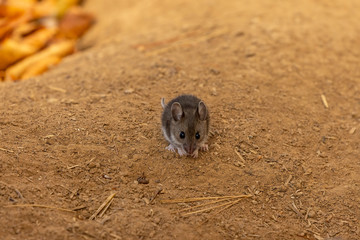 Mouse. The deer mouse is a rodent native to North America