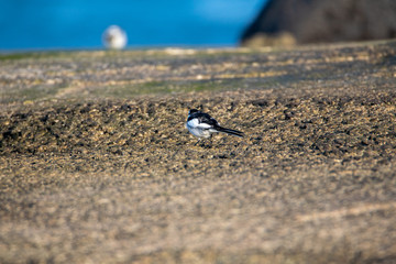 cute small bird on the rock