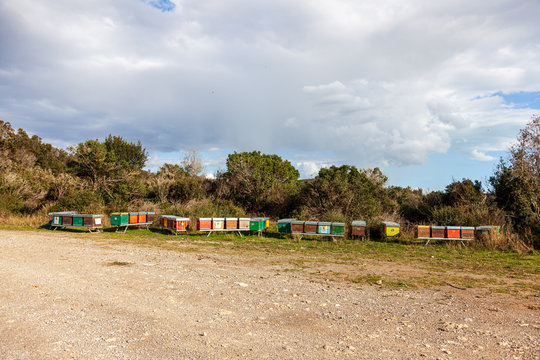 arnie in Maremma