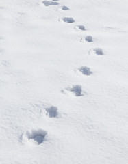 雪　足跡　素材
