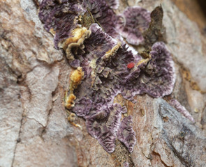 Trichaptum fuscoviolaceum growing on pine tree trunk, a mite kan be seen on the fruit body