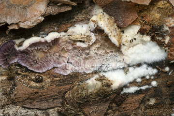 Trichaptum fuscoviolaceum growing on pine tree trunk