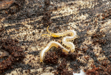 Young centipede on pine wood