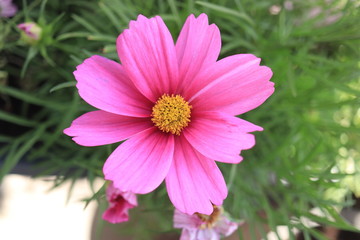 Obraz premium Pink cosmos flower in sunlight