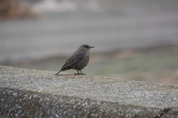 Female Blue rock thrush is a wild bird that lives in the rocks of the coast and acts alone.
