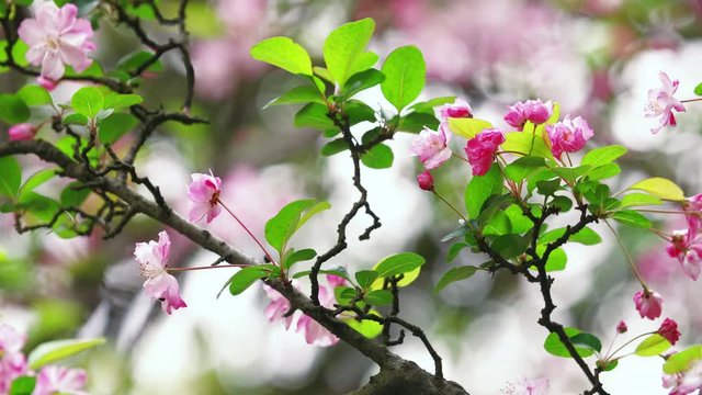 Close up of honey bee flying collecting pollen in blooming pink Chinese flowering crab-apple branch in the spring day shoot in  4k 60fps