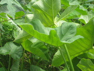 The Giant green taro leaf  for background and texture