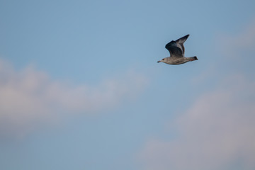 free flying seagull on the sky