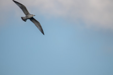 free flying seagull on the sky