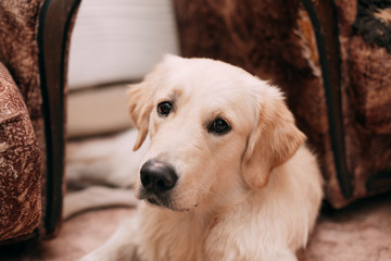 golden retriever