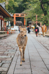 Deer with the shrine gate at the park in Japan