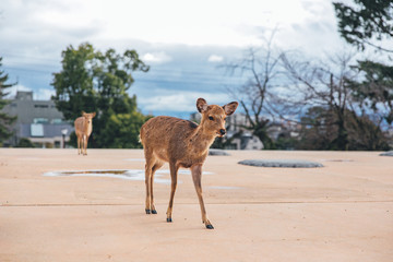 Naklejka na ściany i meble Deer at the park in Japan