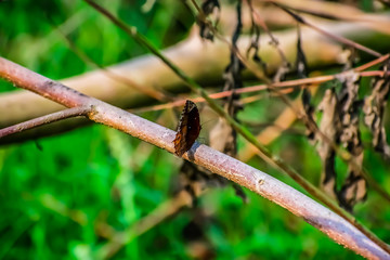 Elymnias hypermnestra, the common palmfly, is a species of satyrine butterfly found in South and Southeast Asia.