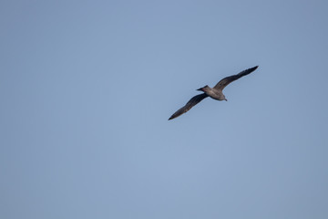 free flying seagull on the sky