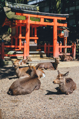 Deer having a rest near the shrine gate in Japan