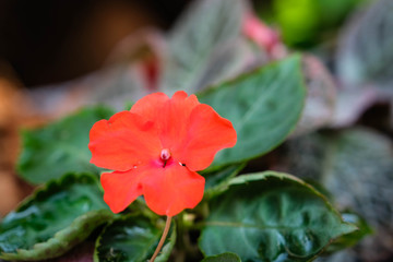Red flowers. Blurred background in garden. Close-up