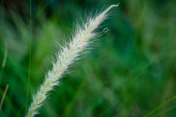 Fototapeta premium Communist grass flowers in sunlight. Communist grass flower in sunlight during sunset, Bright shinny flowers with their hair.